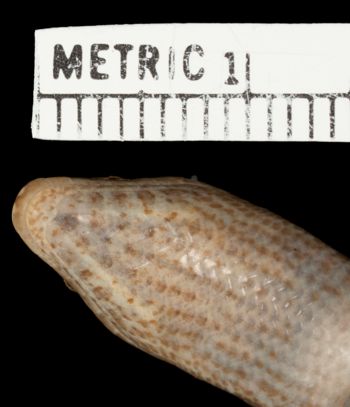 Media type: image;   Herpetology R-19599 Aspect: head ventral